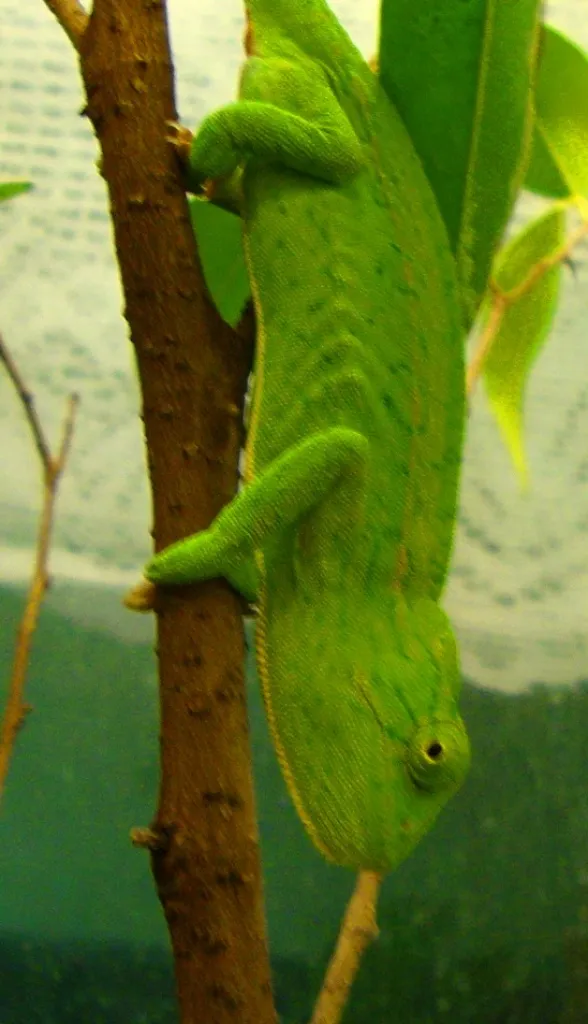 0.1 Furcifer lateralis lateralis 04/10 DNZ