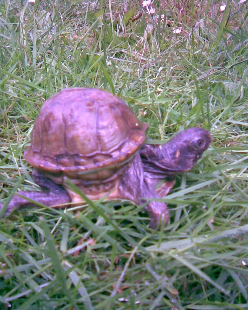 Kaufe Landschildkröten aller Art