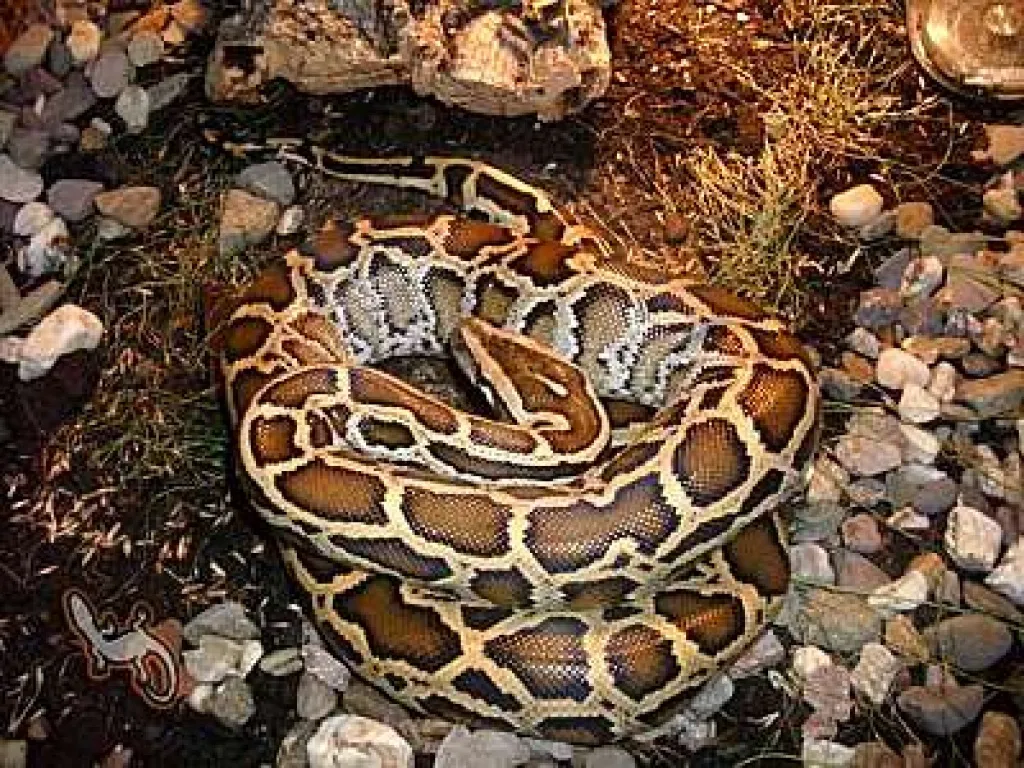 0.1 Tigerpython het. Granit DNZ 05/10 Weibl. ca. 160m
