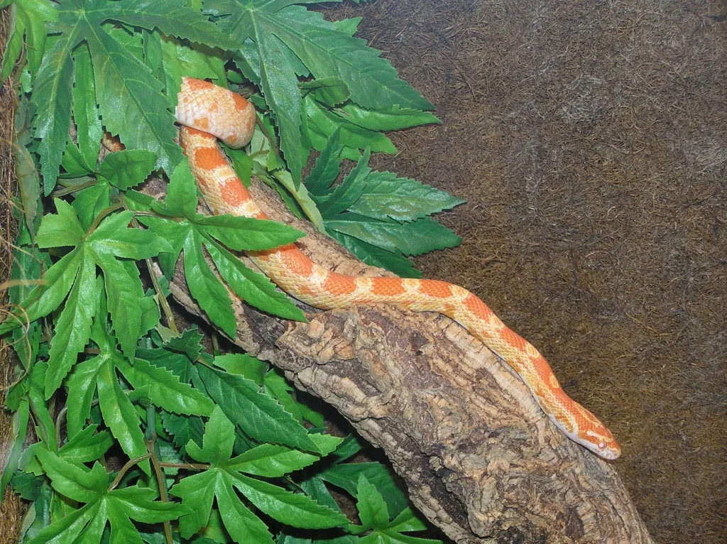 1,0 Kornnatter Creamsicle Bock adult NZ07 abzugeben (Pantherophis guttatus)