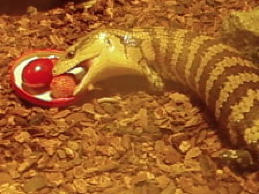 Blauzungen Skink