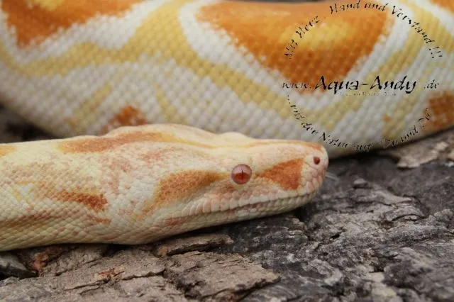 Boa constrictor albino ( sharp line ) ab 600,-€
