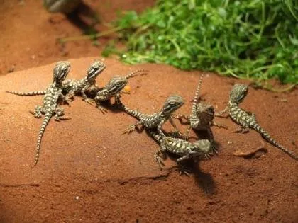🦎 Zwergbartagamen-Nachwuchs – Vorbestellung möglich! 🦎