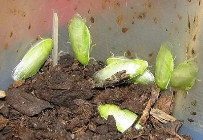 biete grüne Bananenschabe , Panchlora nivea