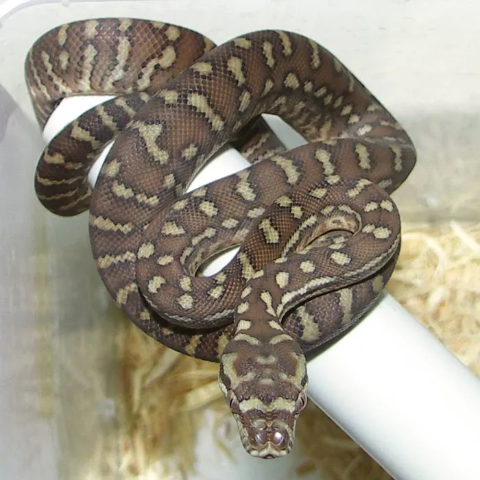 Baumpython. Bredli,kückennatter