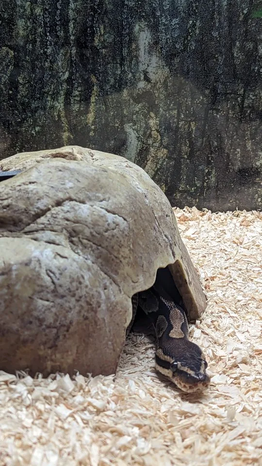 Königspython Weibchen samt Zubehör und Terrarium