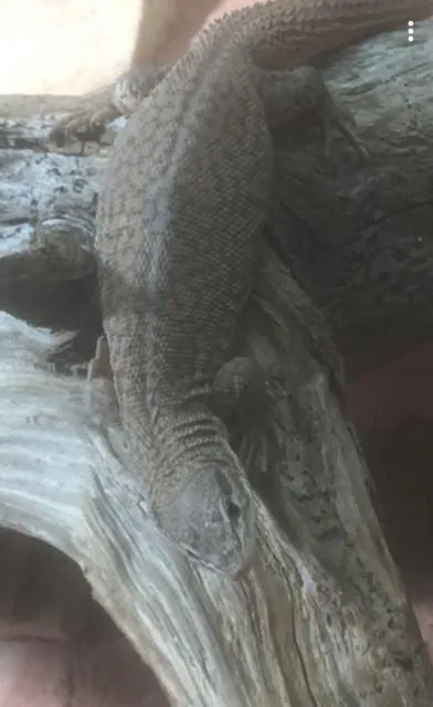 Varanus storri + Terrarium