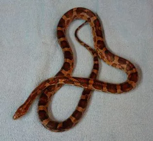 Kornnattern