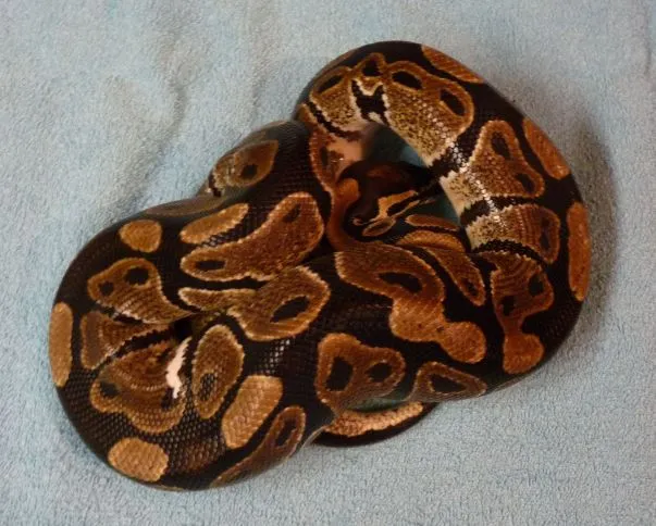 Python regius (Königpython)