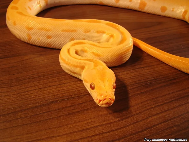 Green-Albino Tigerpython (m) zu verkaufen