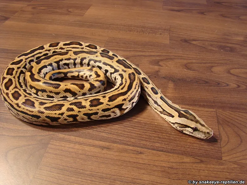Labyrinth Tigerpython (w) zu verkaufen
