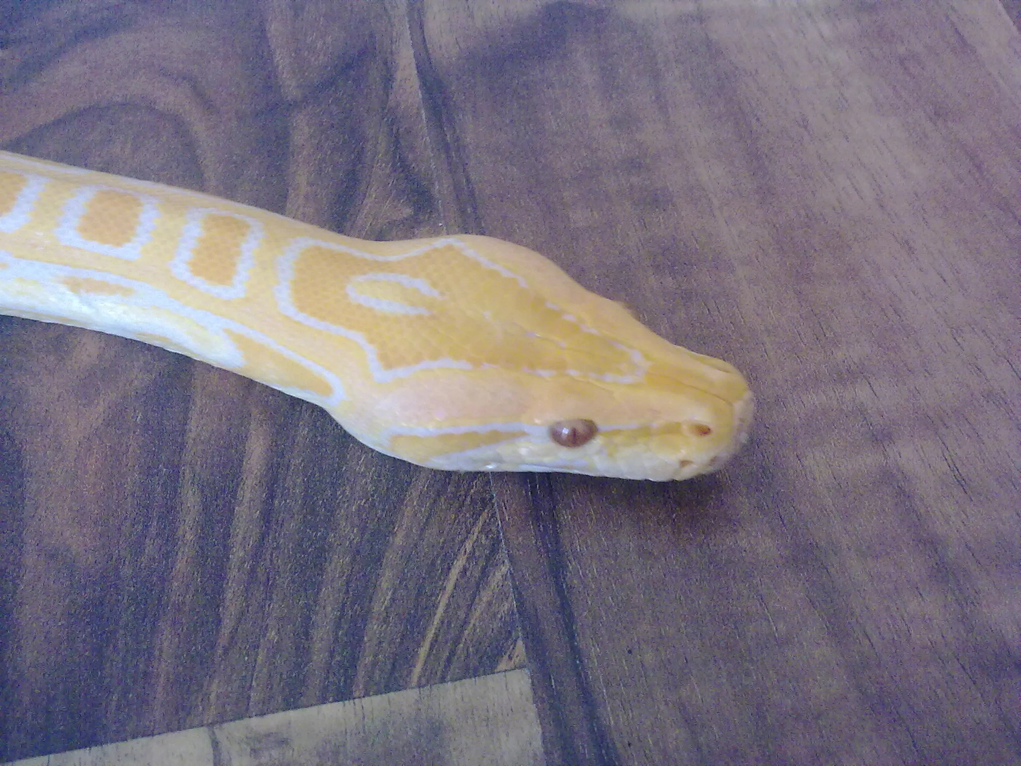 Albino Tigerpython mit Terrarium