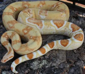 Boa constrictor albino sharp line DNZ 2010