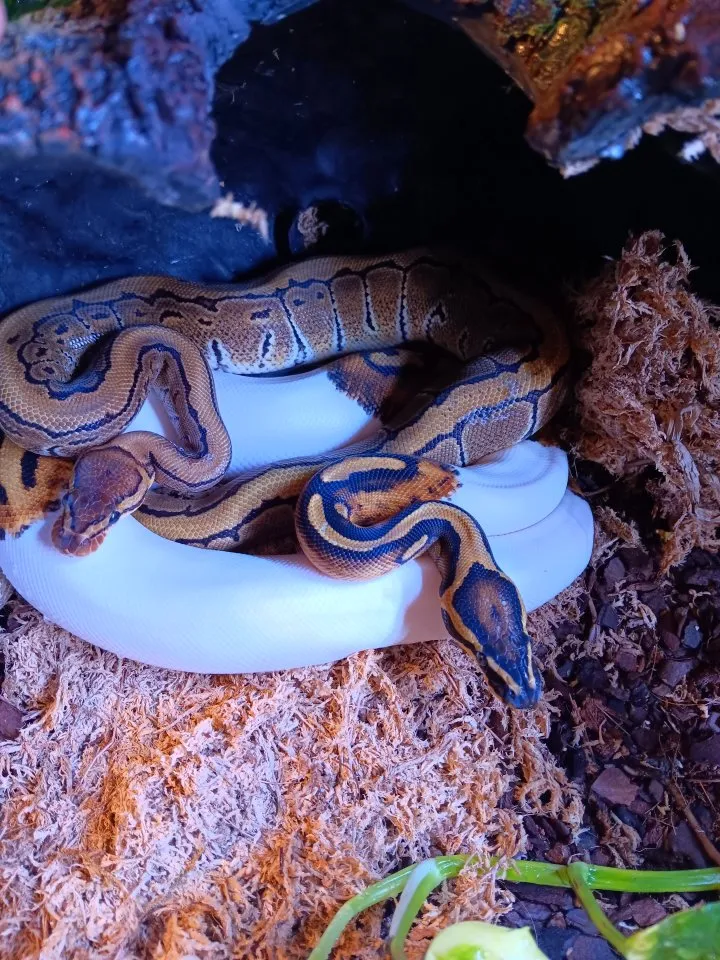2x Königspython (Piebald und Pinstripe)