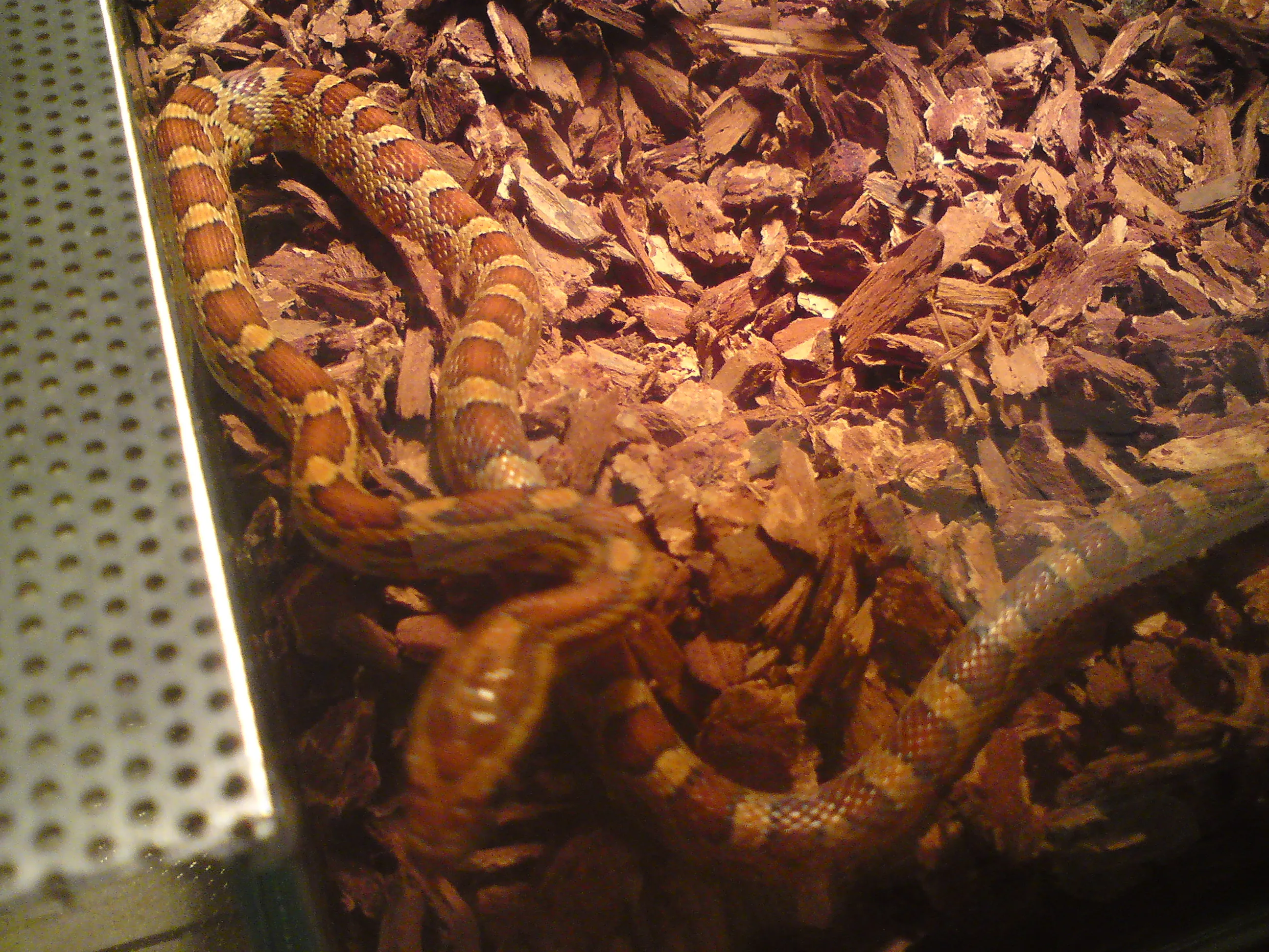 1jährige KORNNATTER Pantherophis guttatus aus zeitmangel abzugeben MIT UND