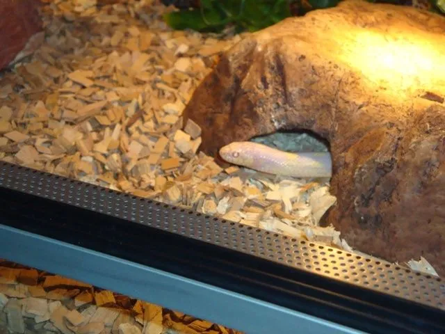 Verkaufe Kettennatter + Terrarium Komp. Zubehör