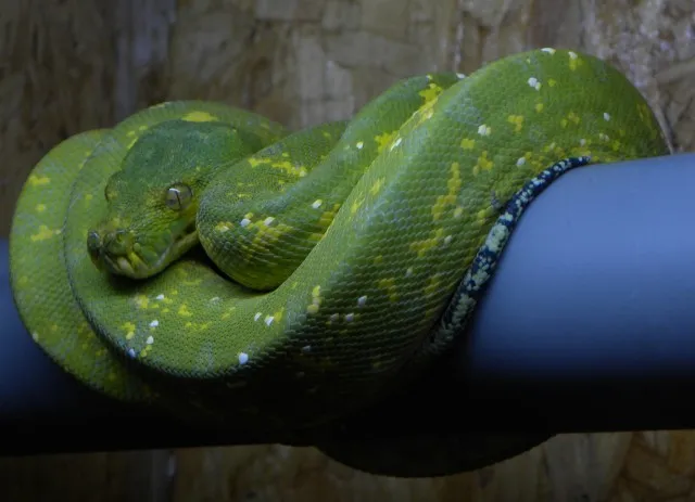 0.1 Morelia viridis Biak 2021