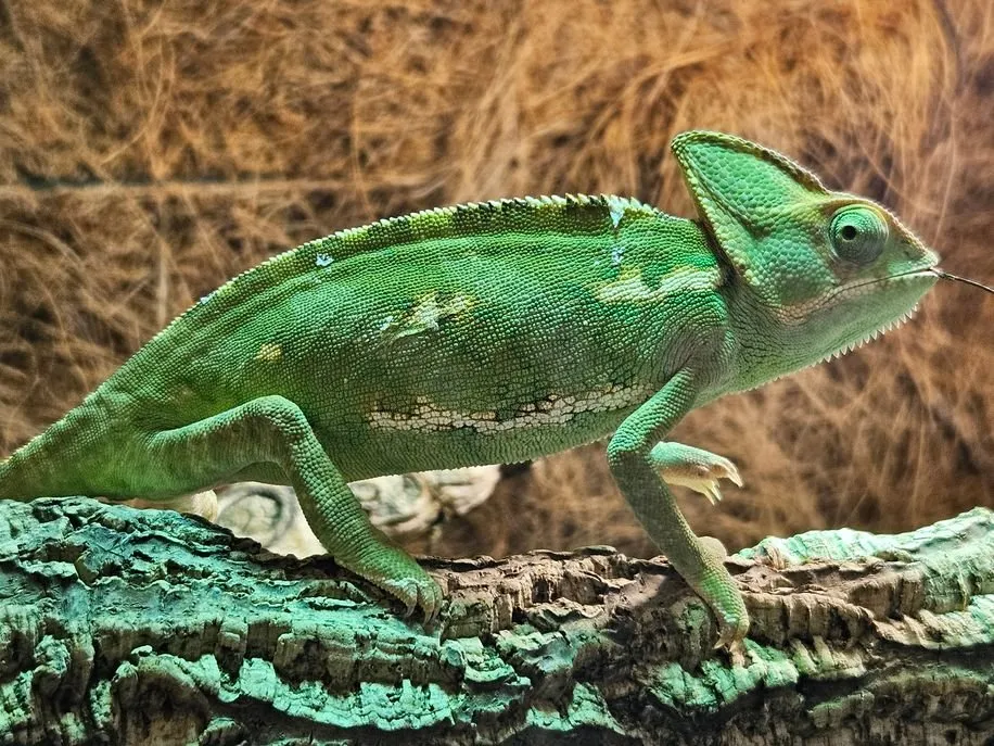 Verkaufe junge Jemenchamäleons, Chamaeleo calyptratus, Weibchen