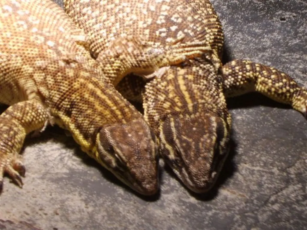 Biete 1.1 V.acanthurus