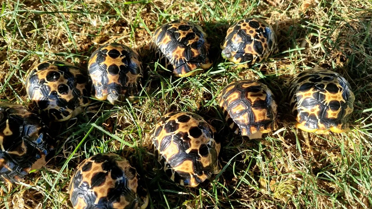 Strahlenschildkröten, Astrochelys Radiata NZ 26 "Weibchen? Je 490,--