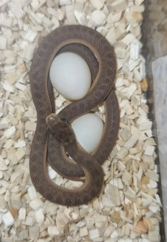 Dasypeltis Gansi Westafrikanische Eierschlange