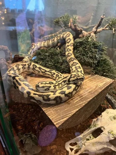 Teppichpython (Jaguar) - Morelia Spilota