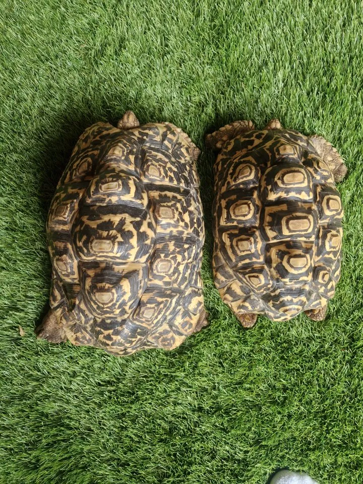 Pantherschildkröten