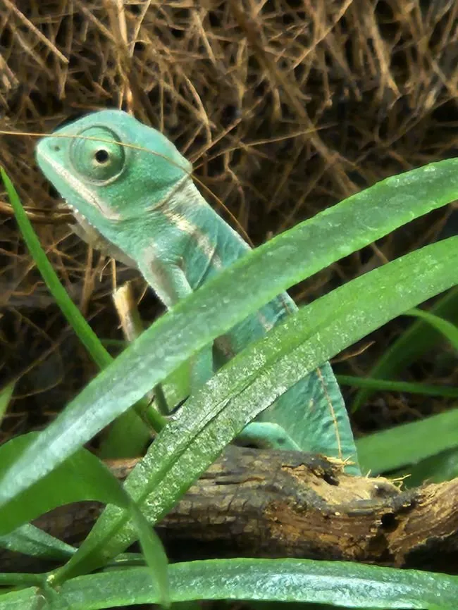 Jemenchamäleon Babys zu verkaufen, Chamaeleo calyptratus