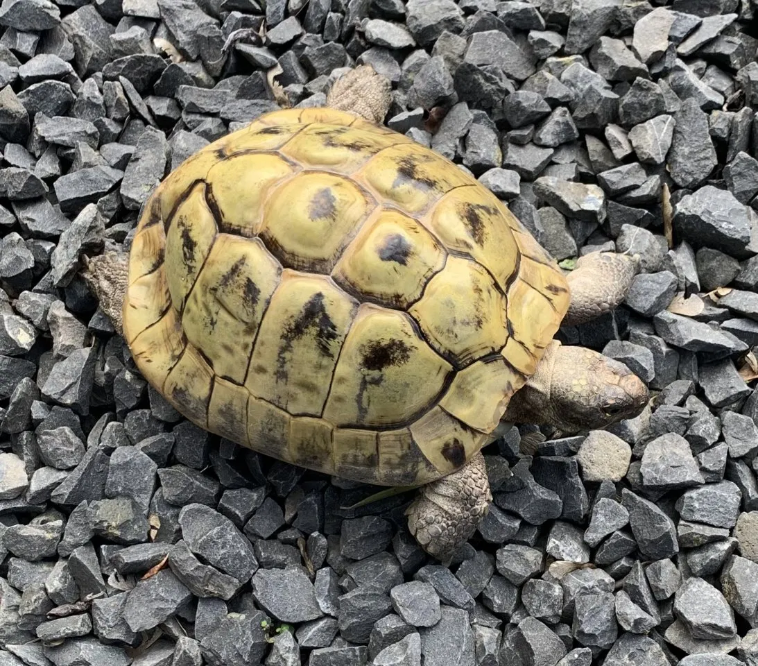 Männliche Landschildkröten (NZ 2002) abzugeben