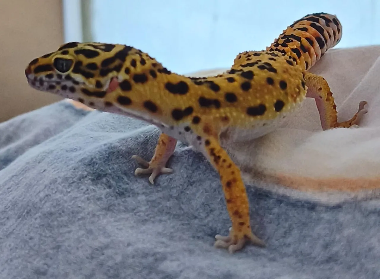 Leopardgeckos mit Zubehör