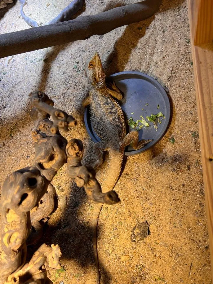 Bartagame „Baghira“ sucht liebevolles neues Zuhause