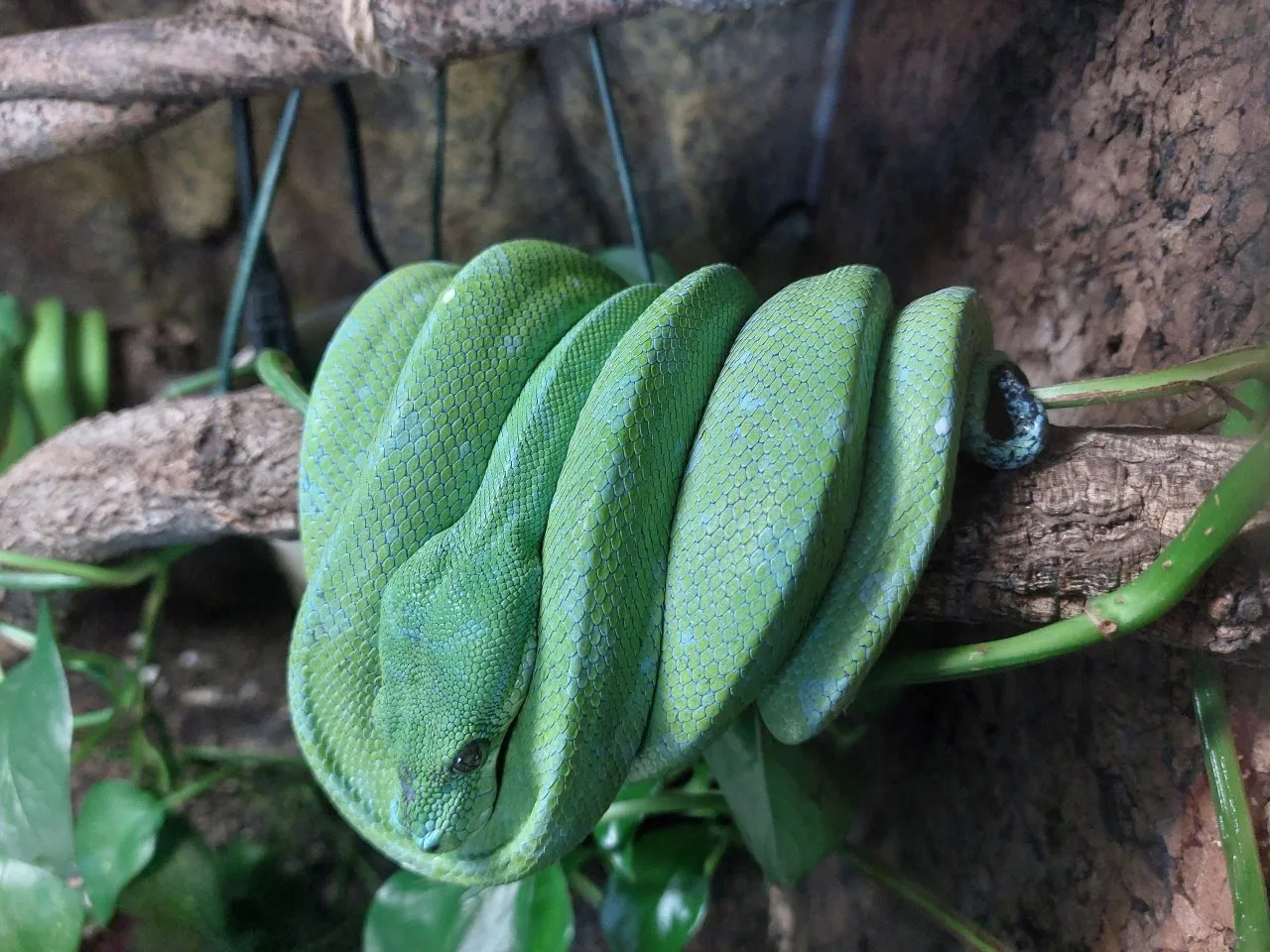 Morelia viridis, Morelia azurea (Sorong), 1,1,0 abzugeben inkl. Terrarium