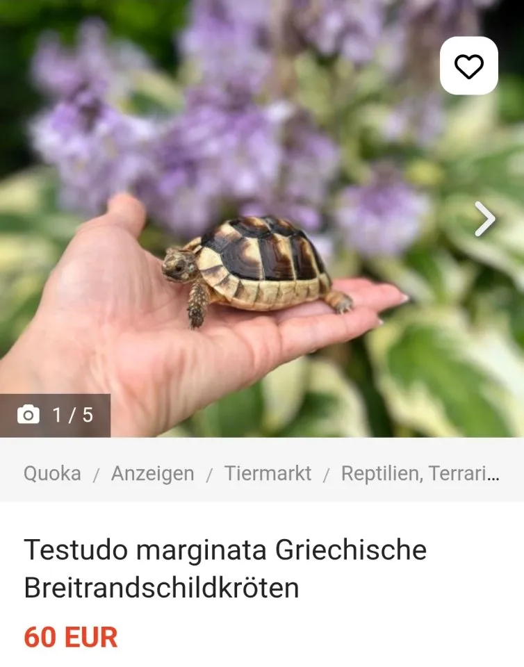 Testudo marginata Breitrandschildkröten