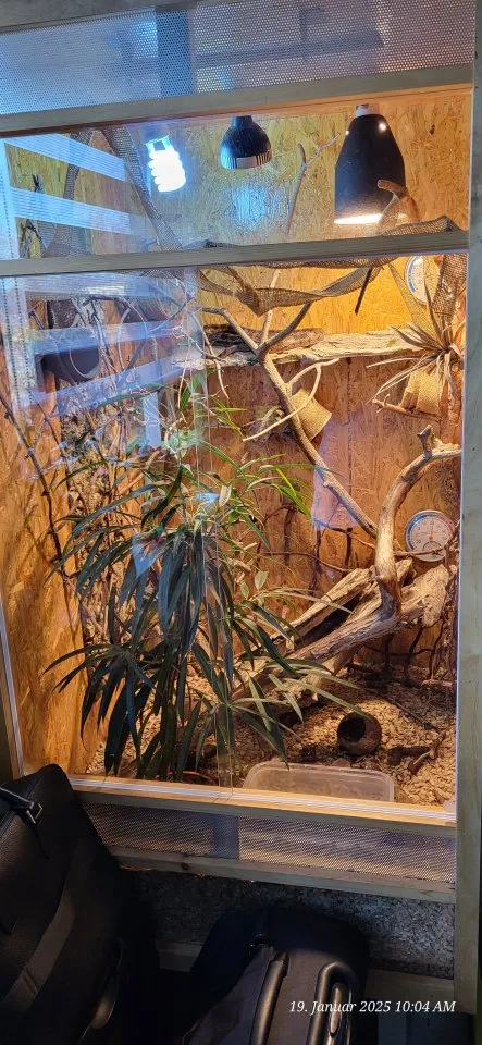 Kornnatter, 2.0, Pantherophis guttatus, + Terrarium 80x80x150 cm