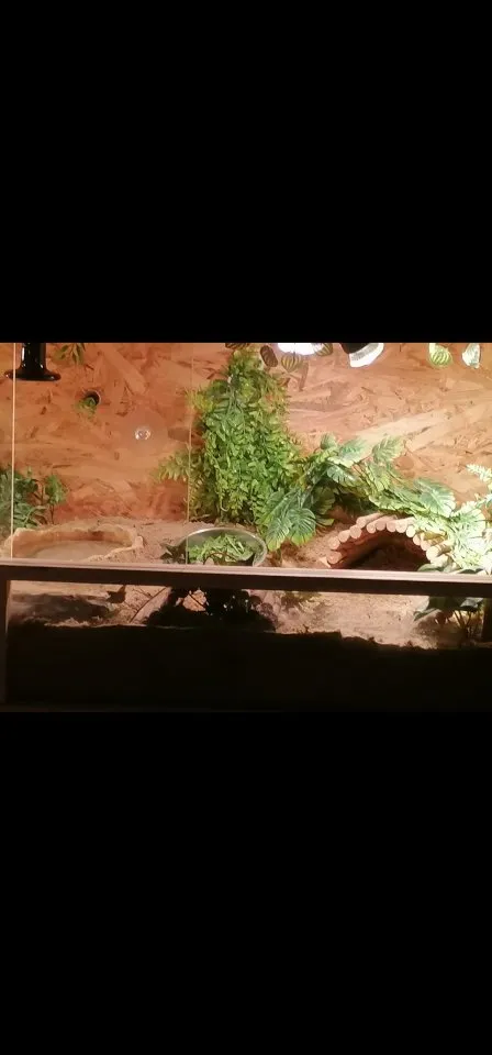 Zwei süsse bartagamen mänchen und weibchen