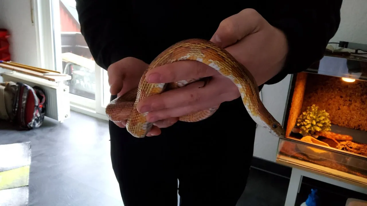 Kornattern 2 Stück eine Albino und eine Naturell