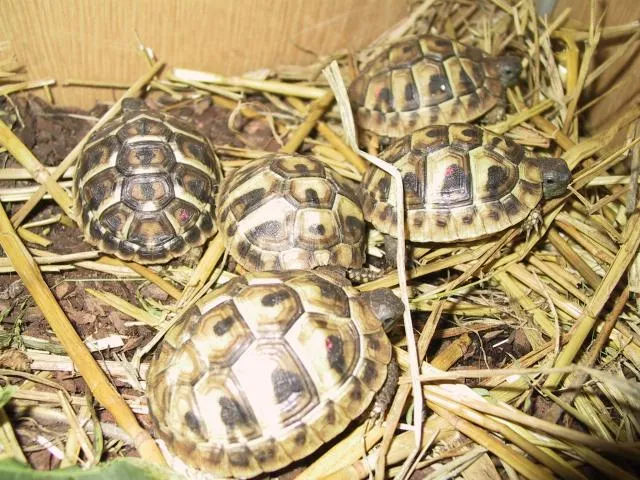 Griechische-Landschildkröten THH , THB ,TM