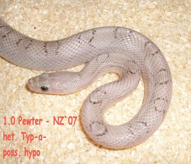 1.0 Pewter het.f. Anery.+ poss.het.f. Hypo-NZ 07 -