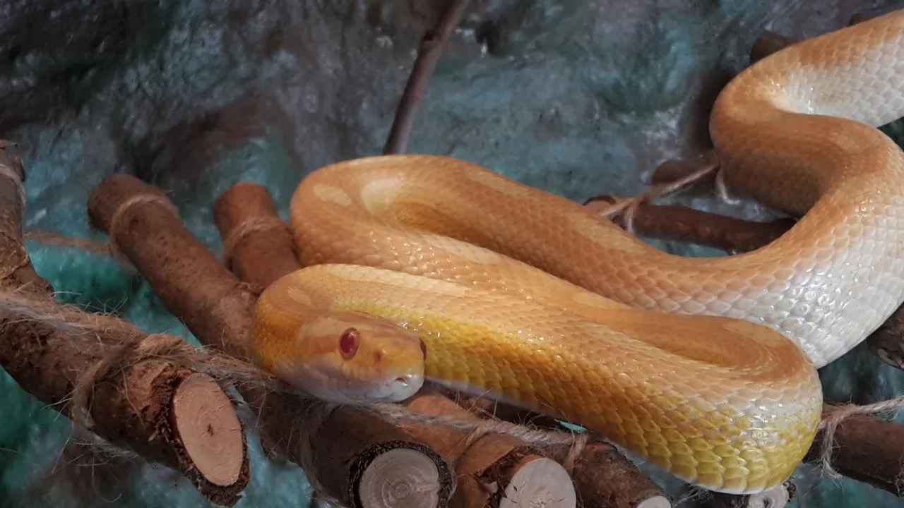 Kornnatter albino (gelb) abzugeben