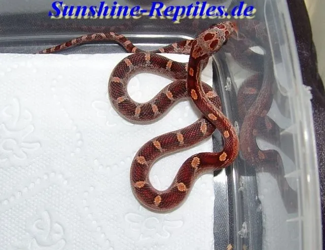 Kornnatter Bloodred Pewter Butter / Python / Königsnatter Lampropeltis pyromela