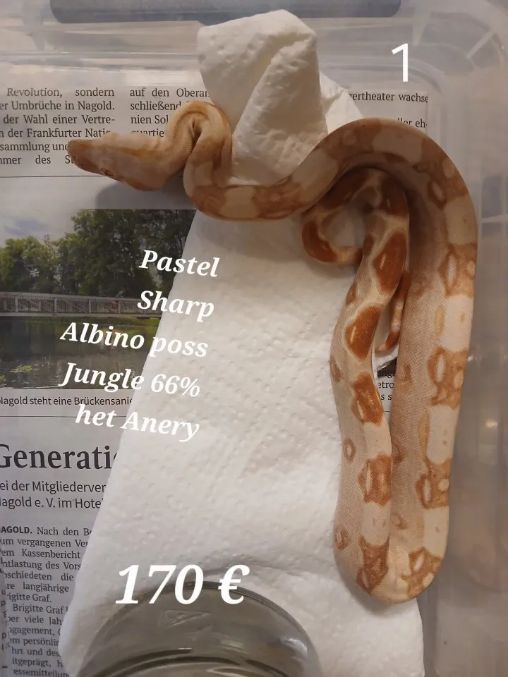 Boa Constrictor Imperator Sharp Albino