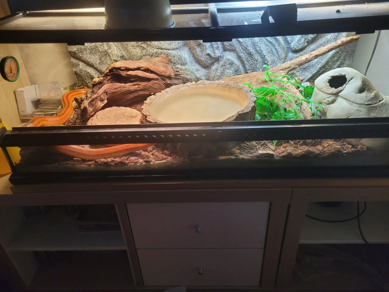 Kornnatter + Terrarium + Zubehör komplett für 250,- Euro