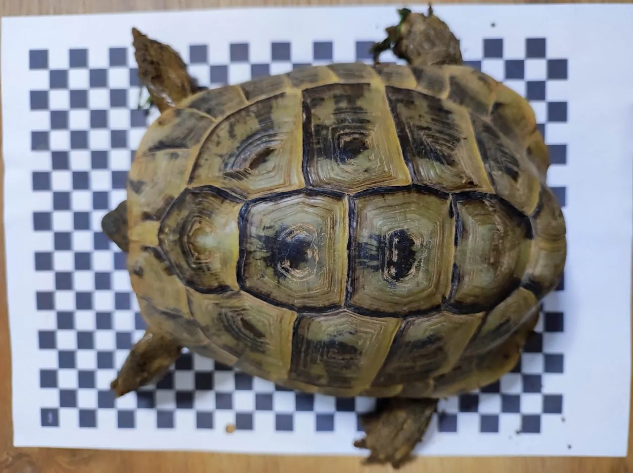 3 Griechische Landschildkröten Th abzugeben 2x Weiblich 1x Männlich