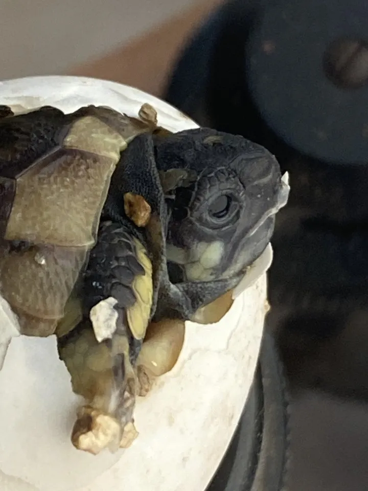 Griechische Landschildkröten