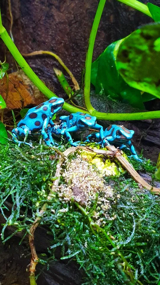 Diverse Nachzuchten Dendrobates auratus Pfeilgiftfrösche Frösche abzugeben