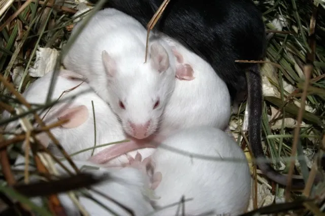 Futtermäuse (einmalig)