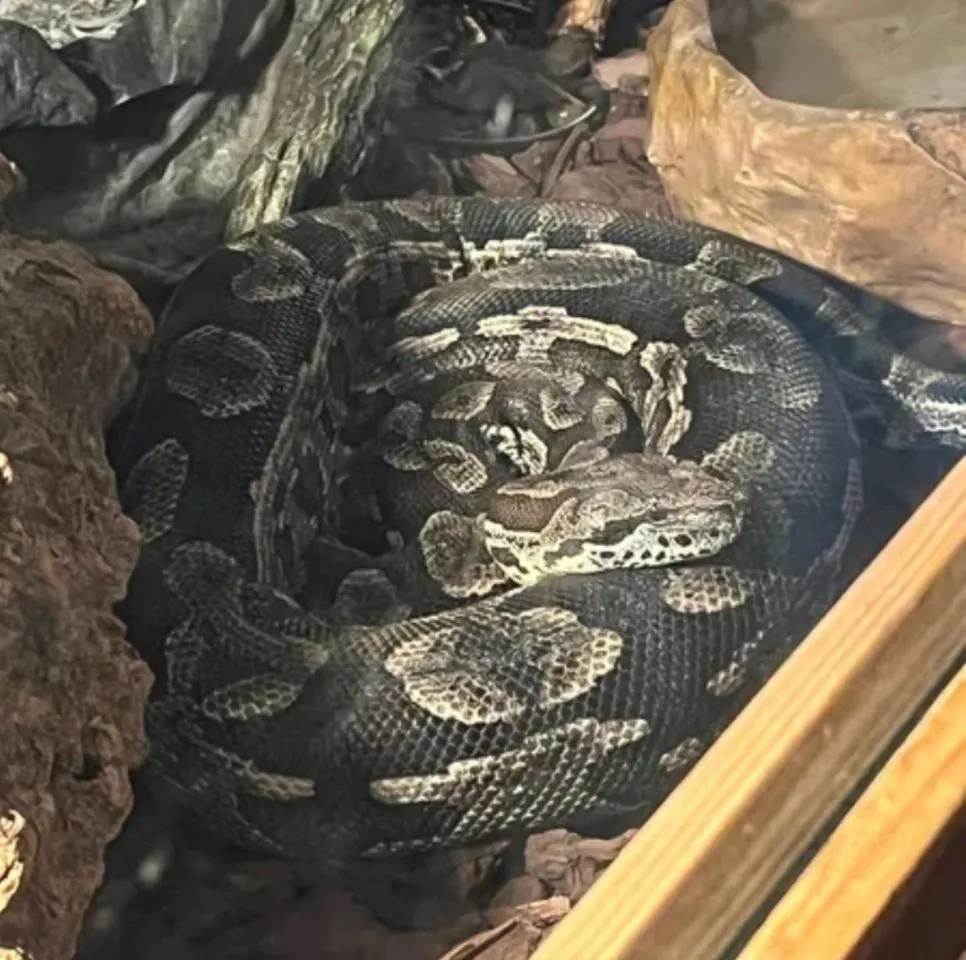 Verkaufe Madagaskar Boa