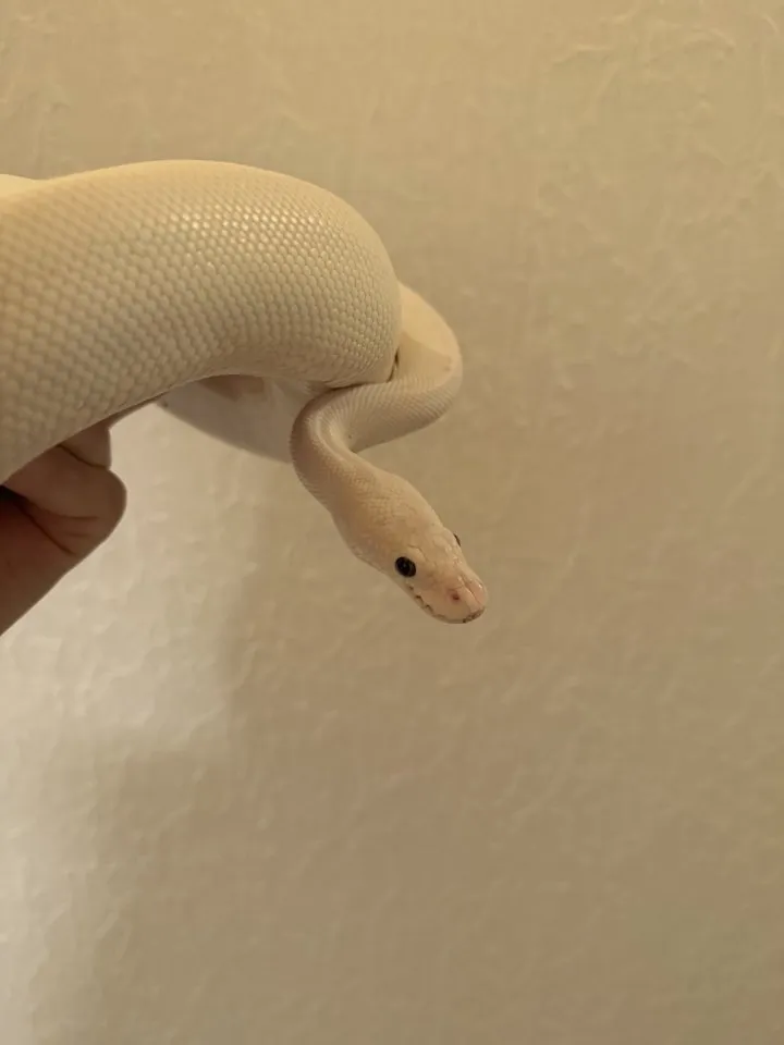 Blue eyed leucistic 1.0 männlich