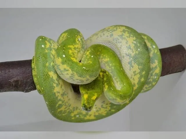 Morelia Viridis HY Biak x Yellow Blue Line ENZ 21 abzugeben..