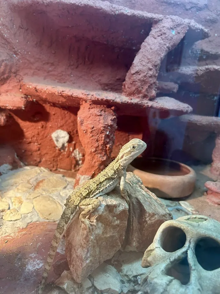 Zutrauliche Zwergbartagame (m, ca 3 J.) inkl. Terrarium und Zubehör